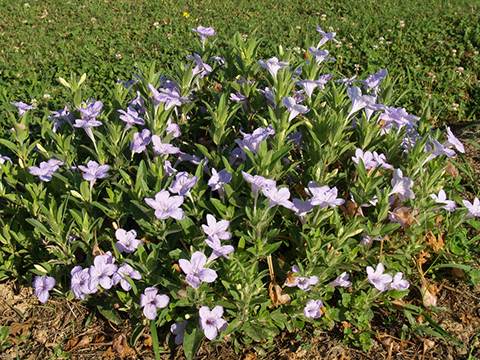 Ruella humilis